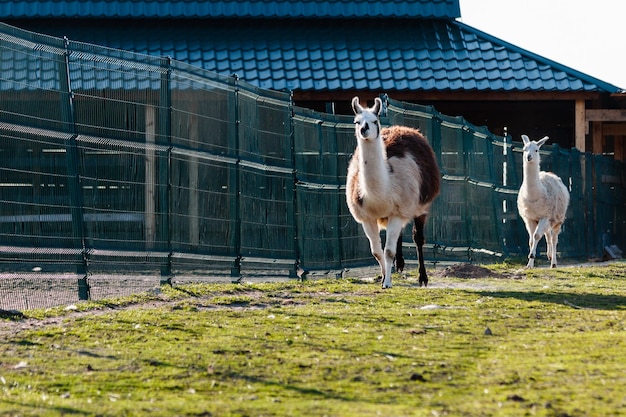 Mooie lama die op het groene gras loopt