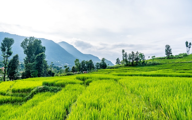 Mooie landschapsmening van de landbouwgrond van de Zomerpadie Khojana Lalitpur Nepal
