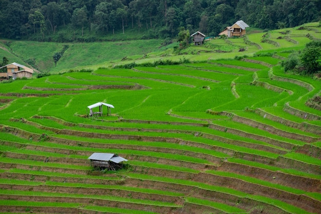 Mooie landschapsmening van rijstterrassen, landelijk huis en berg.