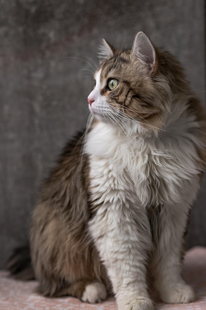 Mooie langharige kat met een witte borst, grote groene ogen en een roze neus kijkt naar de camera die poseert voor tekst