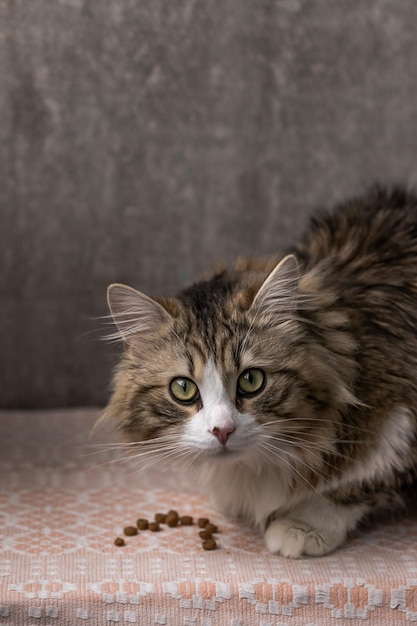 Mooie langharige kat met een witte borst, grote groene ogen en een roze neus kijkt naar de camera zit in de buurt van de feed-closeup