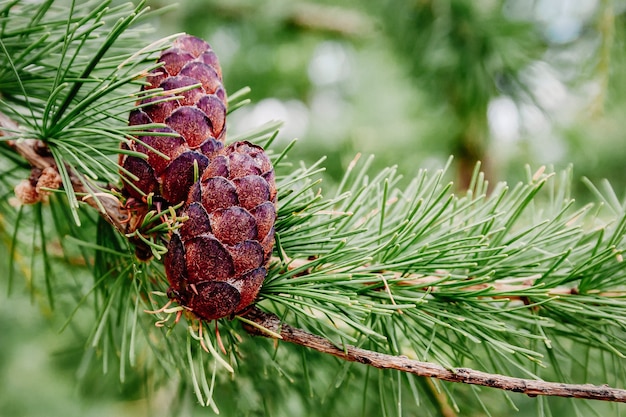 Mooie lariks kegels en tak met groene achtergrond