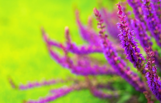 Mooie lavendel op een groene achtergrond