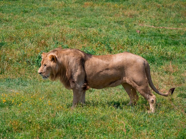 Mooie Leeuw Caesar in het gouden gras van Masai Mara Kenya