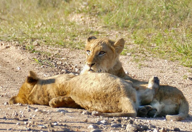 Mooie leeuw caesar in het savanne mannelijk dierenportret zijaanzicht van een leeuw die loopt