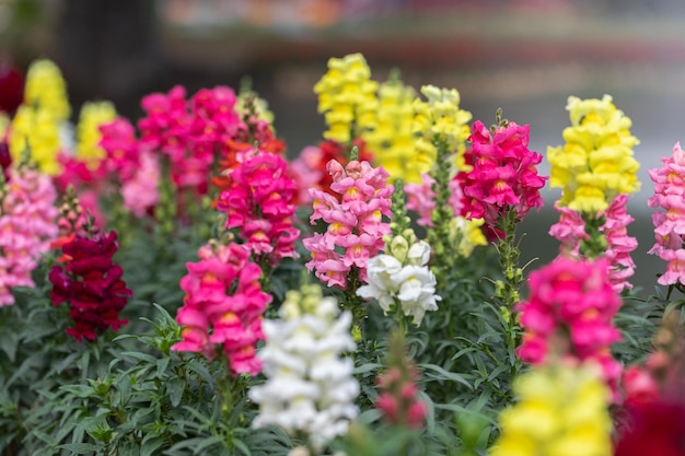 Mooie leeuwenbekbloemen bloeien in de lentedag Antirrhinum majus