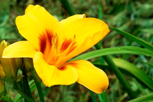 Mooie leliebloem met groene bladeren