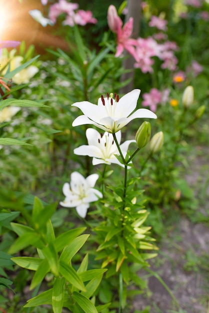 Mooie leliebloem op een achtergrond van groene bladeren. Lelie bloemen in de tuin.