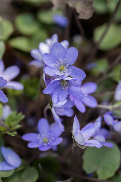 Mooie lente blauwe bloemen, close-up. Lente zomer bloemen achtergrond met kopie ruimte. Selectieve aandacht.