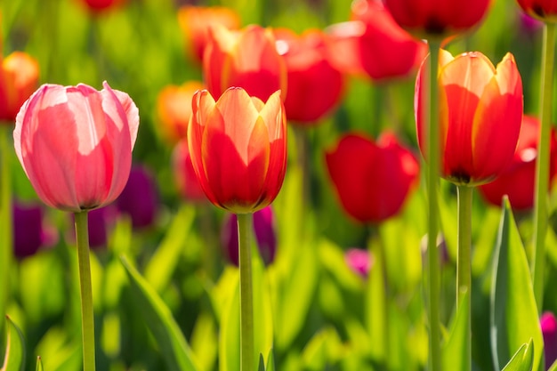 Mooie lente bloeiende tulpen op een tuinbed. Tuinieren landschap achtergrond