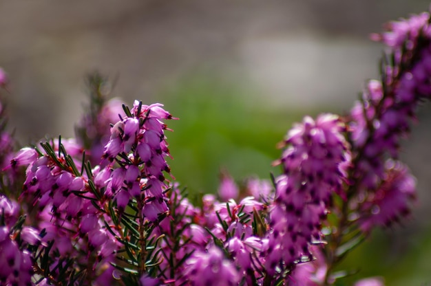 mooie lente bloem achtergrond