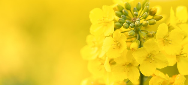 Mooie lente Canola bloemen in de weide