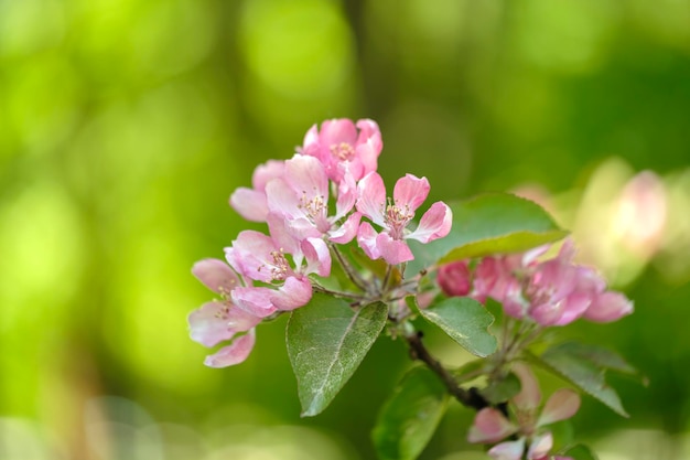 Mooie lente kersen of zoete kersenbloemen