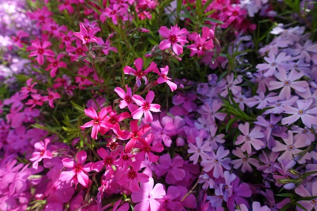 Mooie lente of zomer bloeiende plant Bloem vergeetmenot bloesem helder beeld