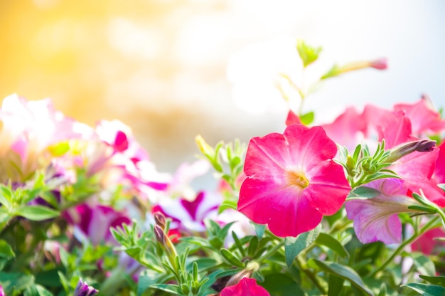 Mooie lente roze petunia bloem voor achtergrond