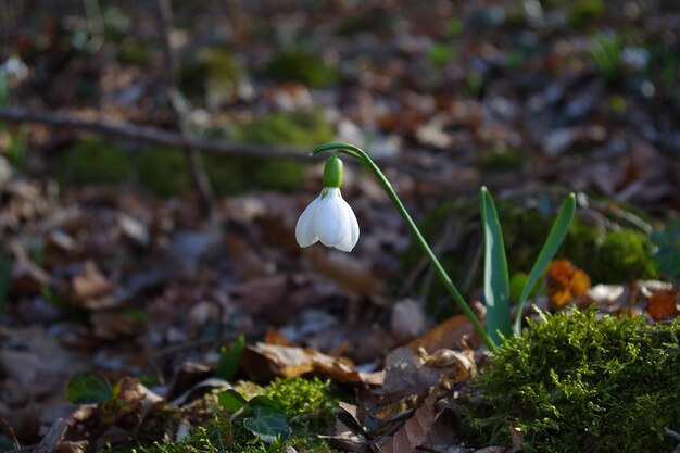 Mooie lente sneeuwdruppel bloem in het bos