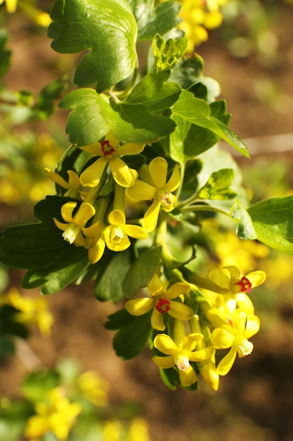 Mooie lente takje met gele bloemen en bladeren buitenshuis