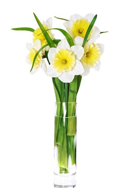 Mooie lentebloemen in vaas: geel-witte narcis (narcis). Geïsoleerd over wit.