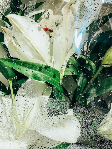 Foto mooie lentebloemen met groene bladeren close-up