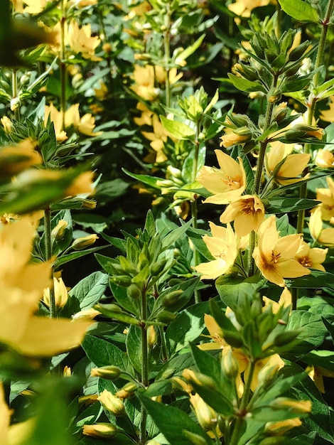 Foto mooie lentebloemen met groene bladeren close-up