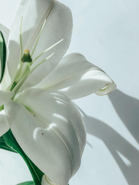 Mooie lentebloemen met groene bladeren close-up