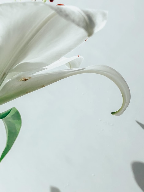 Foto mooie lentebloemen met groene bladeren close-up