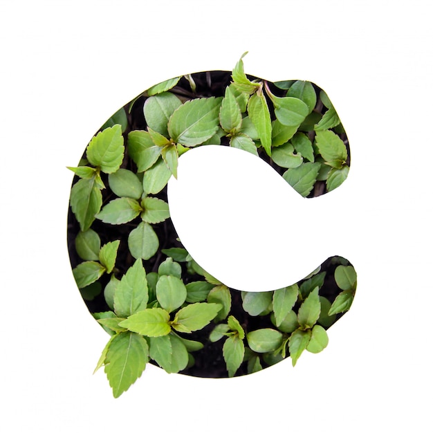 Mooie letter C van het Engelse alfabet gemaakt van groene verse bladeren in wit papier stencil