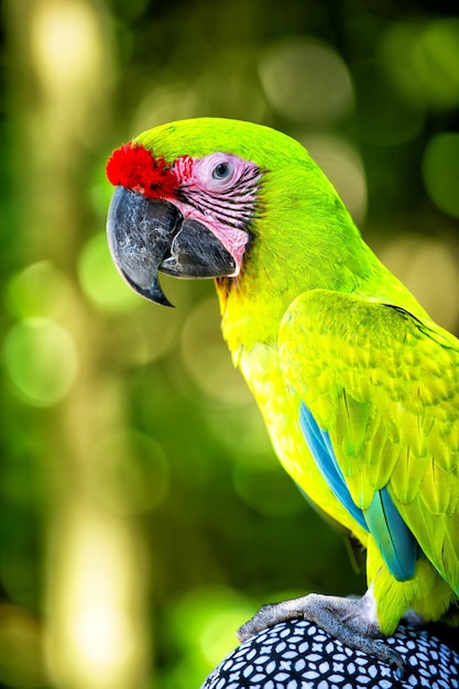 Mooie leuke grappige vogel van groene en rode gevederde ara papegaai buiten op groene natuurlijke achtergrond