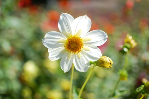 Mooie leuke witte bloem in tuin, close-up, zomer blloming