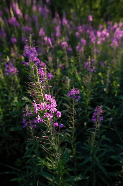 Mooie lichtroze bloemen van Chamerion angustifolium of rosebay willowherb