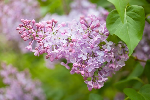 Mooie lila bloemen in de tuin