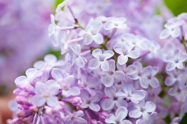 Mooie lila bloemen in de tuin