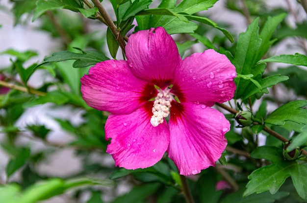 Mooie lila hibiscusbloem in de tuin op een zomerdag na regen.