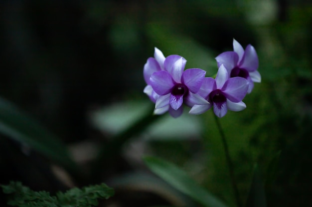 Mooie lila orchidee in een kas