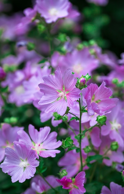 Mooie lila tuinbloemen