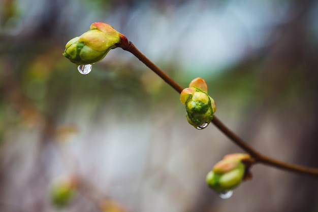 Mooie linde takken met bloeiende knoppen close-up in regen lente tijd. Schilderachtige takken van boom in regenweer. knoppen van bladeren van linden met regendruppels.