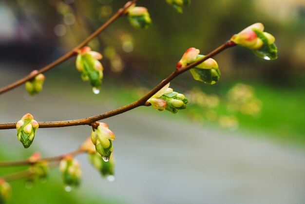 Mooie linde takken met bloeiende knoppen close-up in regen lente tijd. Schilderachtige takken van boom in regenweer.