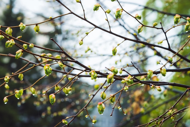 Mooie linde takken met bloeiende knoppen close-up in regen lente tijd. Schilderachtige takken van boom in regenweer.