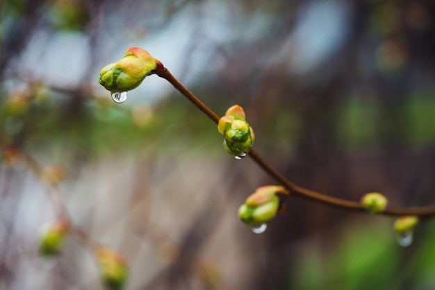 Mooie linde takken met bloeiende knoppen close-up in regen lente tijd