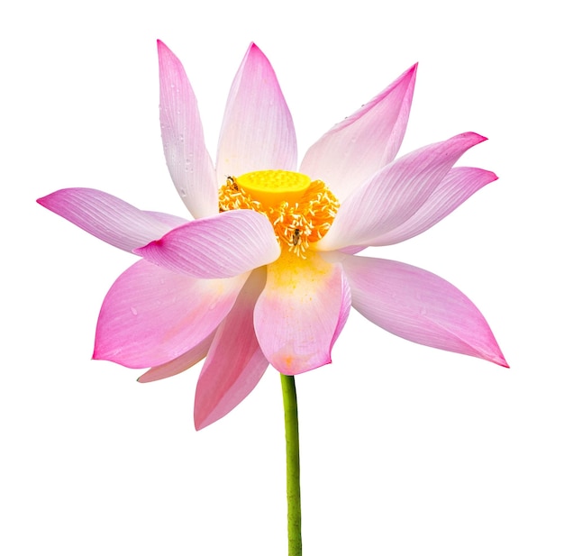 Mooie lotus roze geïsoleerd op een witte achtergrond