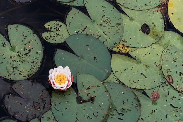 Foto mooie lotus waterlilly omringd door grote groene bladeren