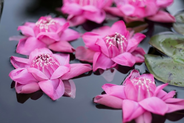 mooie lotusbloem in vijver druppel water op lotus roze witte kleur