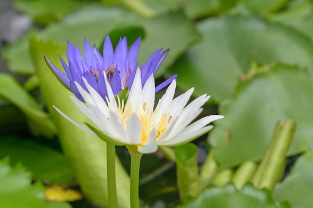 Mooie Lotusbloem, natuurlijk mooie bloemen in de tuin