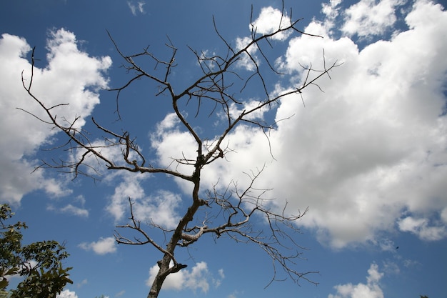 Mooie lucht en bladerloze bomen