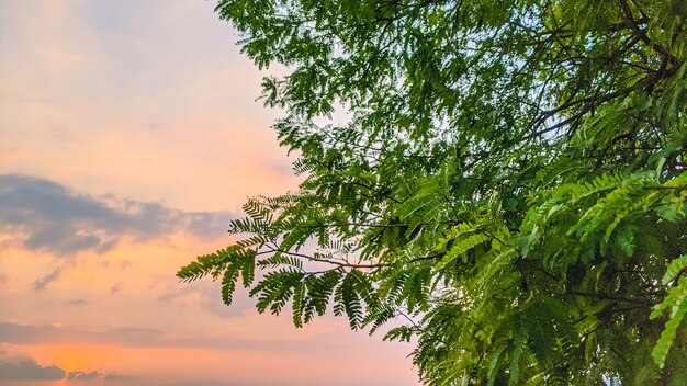 mooie lucht in de zonsondergang en gebladerte natuurlijke achtergrond