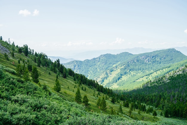 Mooie luchtfoto naar groene bosheuvel en grote bergen. geweldig minimalistisch alpine landschap. prachtig levendig landschap met bosberghellingen. schilderachtige hooglandenaard met naaldbomen