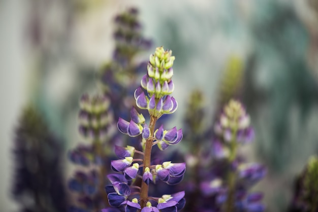 Mooie lupine bloemen in een boeket