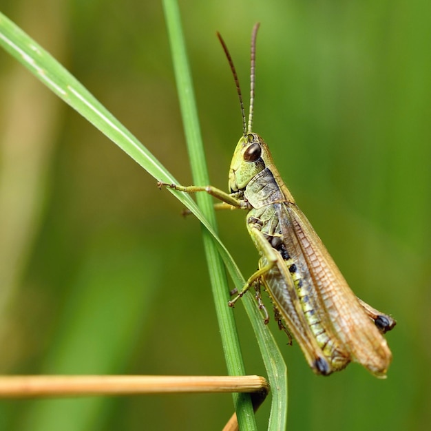 Mooie macro-opname van een sprinkhaan in het gras Natuur close-up