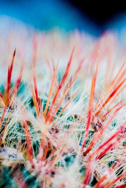 Mooie macro-opnamen van stekelige cactus.