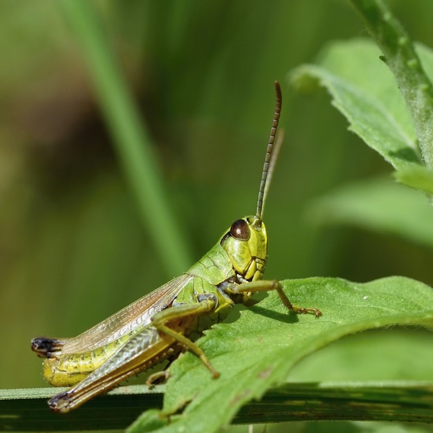 Mooie macro schot van een sprinkhaan in het gras. Natuur close-up.